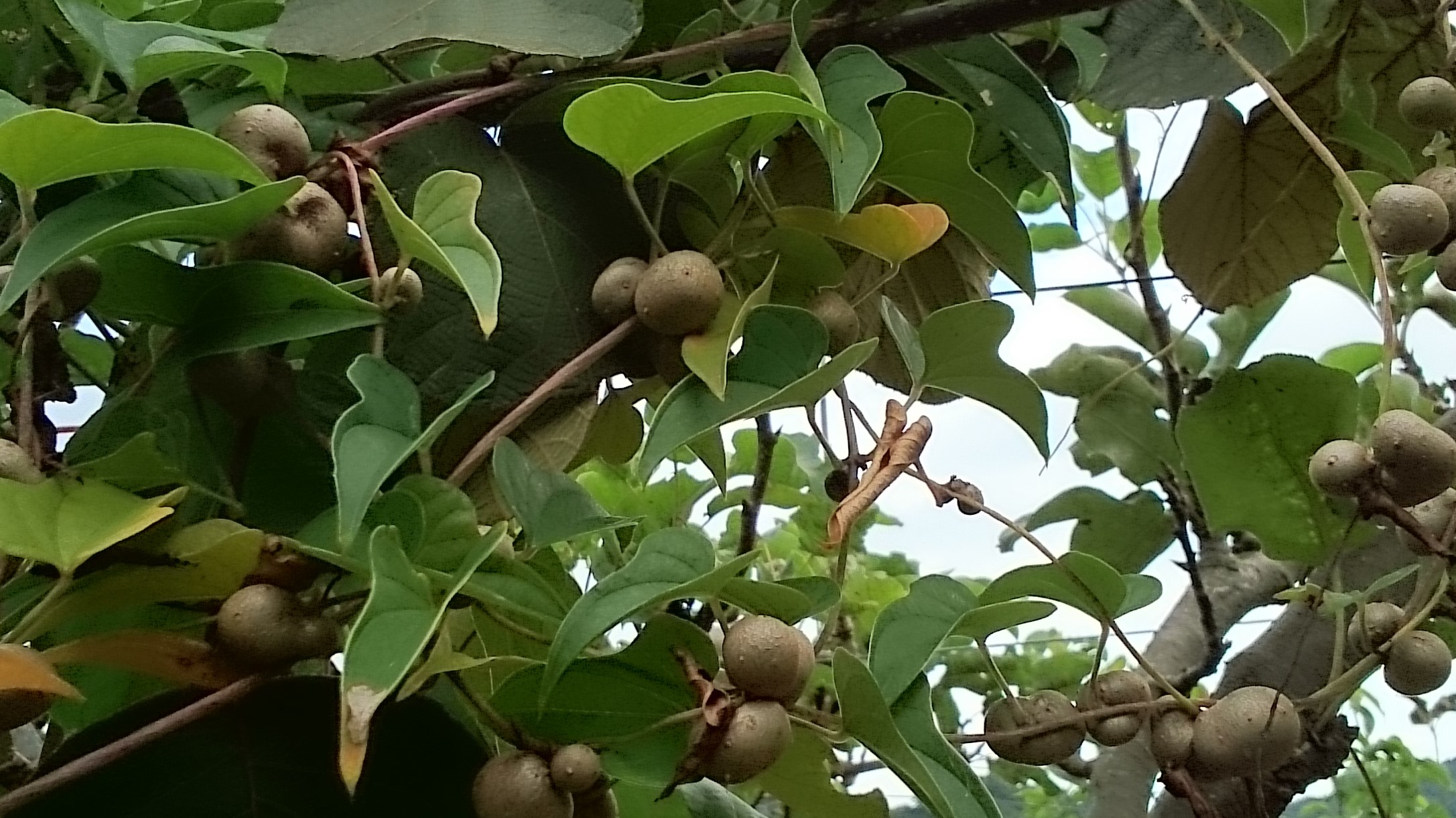 むかごときのこのカレー