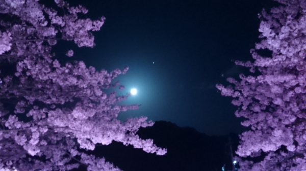 雨と桜と満月と