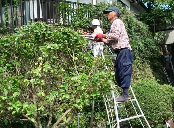 庭と畑の夏支度