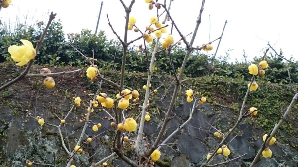 蝋梅の咲く日だまりで