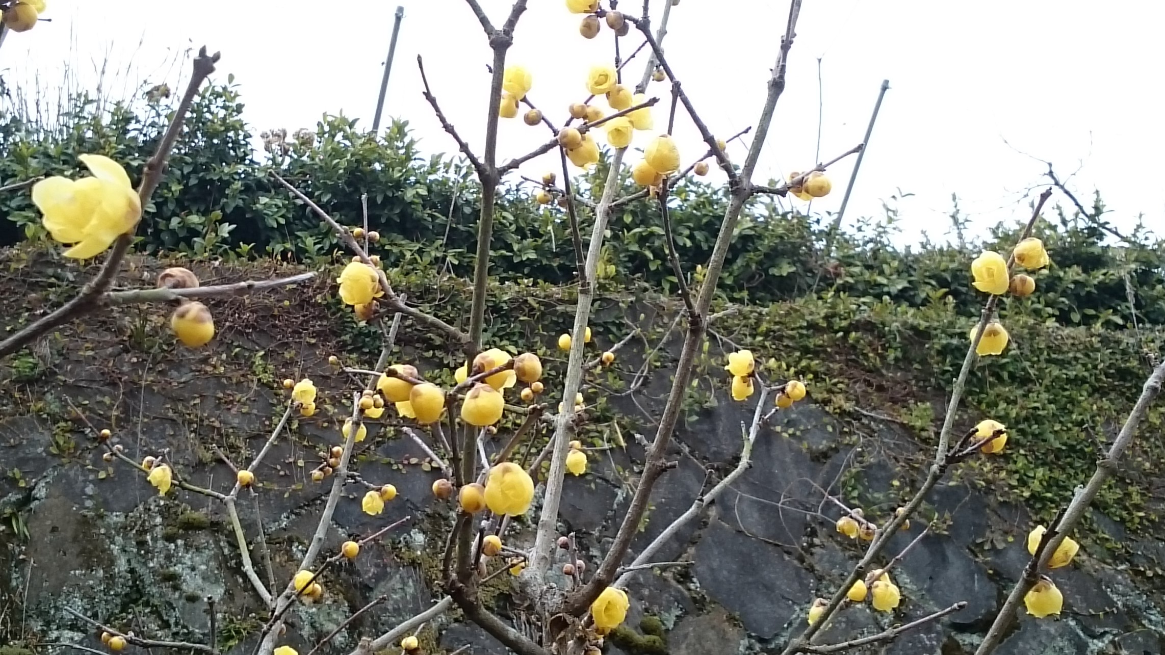 蝋梅の咲く日だまりで