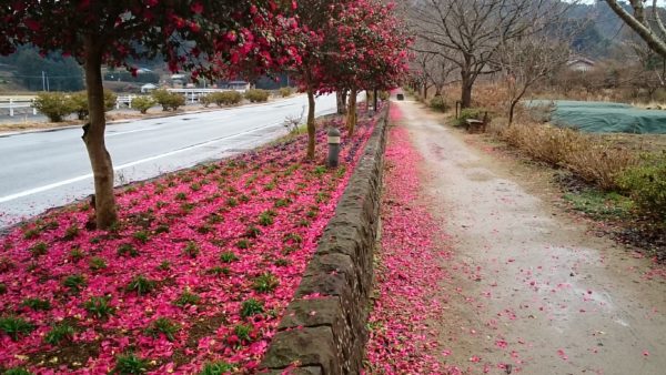 さざんか咲いた路