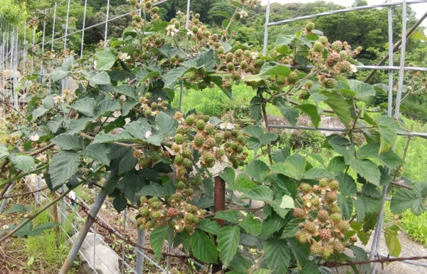 ブラックベリー