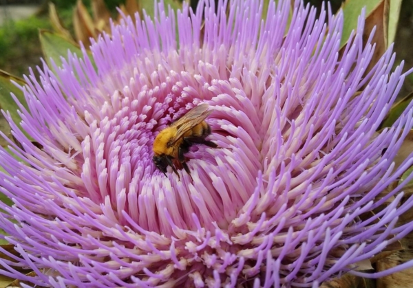 アーティチョーク